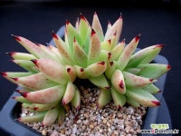 야생마리아 5두한몸군생 9-272 다육식물