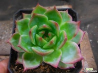 플로라 912-1137 다육식물