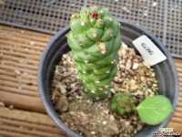 리치아이626 다육식물