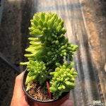 팔천대철화 760913 다육철화