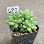 샹그릴라 0913-283 다육식물