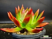 헬리아46 다육식물