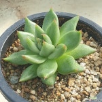 노블레드마리아 다육식물