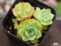 골드라이트 군생 S0775 다육식물