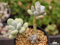 홍미인 군생 S0712 다육식물