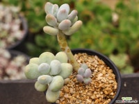 홍미인 군생 S0712 다육식물