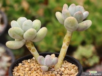 홍미인 군생 S0712 다육식물