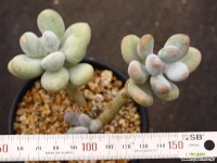 홍미인 군생 S0712 다육식물