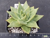 마리아 696 다육식물