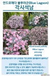 야생화 조경 정원 은청색 분홍 꽃 각시석남 안드로메다 블루라군 Blue Lagoon 포트 야생화