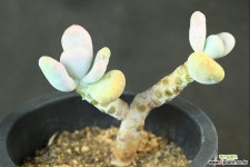 달마미인 (ST1608 다육식물