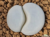 백곡옥 109-5189 코노피튬