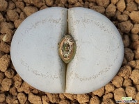 백곡옥 109-5195 리톱스/메셈