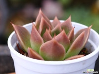 수퍼지로 S8627 다육식물