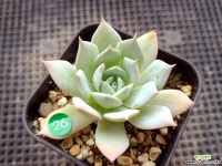 피아세븐 다육식물