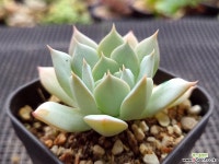 피아세븐 다육식물