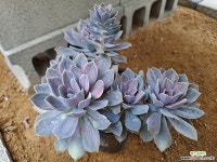 펄본베르크금 다육식물