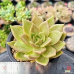 라테일 2473 다육식물