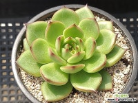 레드콘403 다육식물