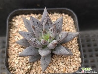 웅구아쿨라타218 다육식물