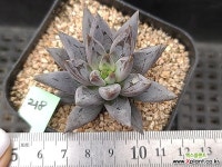 웅구아쿨라타218 다육식물