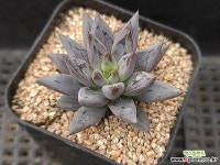 웅구아쿨라타218 다육식물