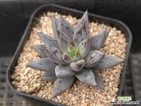 웅구아쿨라타218 다육식물