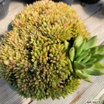 마리아철화-24 다육식물