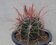 terocactus coloratus  신선옥 선인장