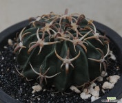 homalocephala  texensis   광자능파 선인장