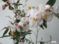 호주애기동백,엘레나동백C1333-외목대,동일품배송 관엽식물