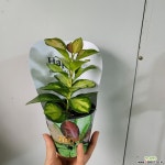 리사호야 공기정화식물