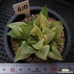 레튜사금610 다육금