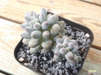 땡굴땡굴 묵둥이 베이비핑거-919B 다육식물