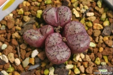 C. obcordellum picturatum 옵코 픽투라툼 홍문  코노피튬
