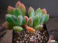 롤리폴리묵은둥이 920-1021 다육식물