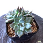 라파엘라2975 다육식물