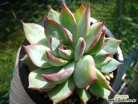 카시오적금0921-2 다육금