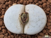 백곡옥 109-6937 리톱스/메셈