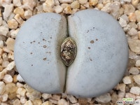 백곡옥 109-6943 리톱스/메셈