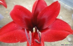 큰꽃아마릴리스-구근 야생화