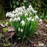 수선화 더블 스노우드롭 개화구5구-1세트 구근류