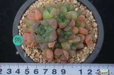 594 자옥로 하월시아