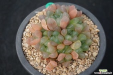 594 자옥로 하월시아