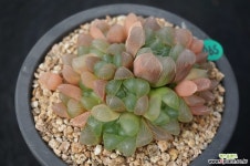 594 자옥로 하월시아