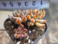 웅구아쿨라타 923-531 다육식물