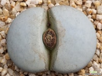 백곡옥 109-5497 리톱스/메셈