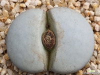 백곡옥 109-5497 리톱스/메셈