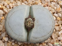 백곡옥 109-5498 리톱스/메셈