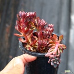 퍼플드림 800926 다육식물